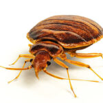 bed bugs control